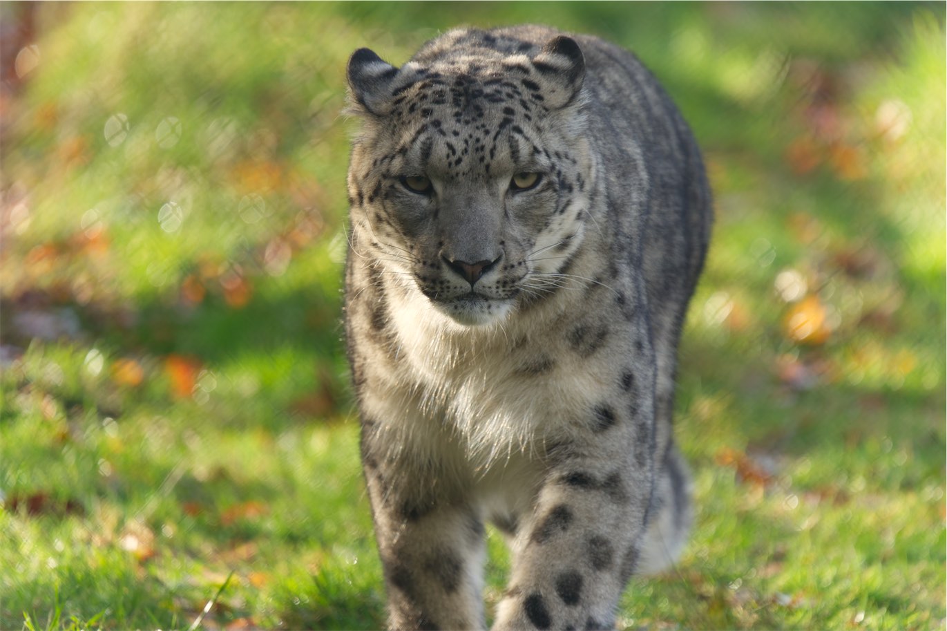 Snow Leopard 1113